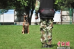 图为搜救犬接受服从训练。　刘冉阳 摄 - 云南频道