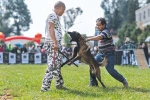 昆明全犬种训练比赛举行 搜救犬冠军16秒找到2名“被困者” - 云南信息港