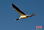 云南国家级保护区恢复湿地2000亩 吸引2万余只鸟禽越冬 - 云南频道