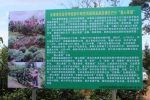 云南省茶叶电商协会与省农科院茶研所打造“爱心茶园” - 云南频道