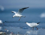 昆明海埂大坝约有200只海鸥 预计11月中上旬进翠湖 - 云南信息港
