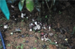 云南宁洱农民脱贫记：茶树下的蘑菇 - 云南频道