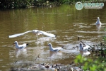 寻甸汇龙湿地公园有2000只红嘴鸥 短暂休整后将飞往昆明 - 云南信息港