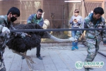 "街头动物园"已歇业 鸵鸟羊驼梅花鹿3种动物被收容 - 云南信息港