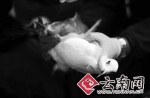 来昆越冬海鸥环志体检展开 4年未检出禽流感等疫病 - 云南信息港