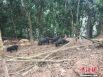 图为放养林地间的冬瓜猪。　缪超 摄 - 云南频道