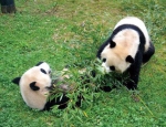 云南饲养员颇感苦恼 快来给熊猫取小名啦 - 云南信息港
