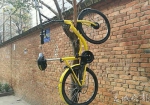 昆明共享单车被挂树上 网友：请拿出素质来 - 云南信息港