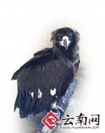 云南野生动物园救助小秃鹫 过上幸福生活 一天吃一公斤肉 - 云南信息港
