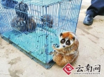 云南砚山养殖场收下7只萌宠 哪知都是国家一级保护动物 - 云南信息港