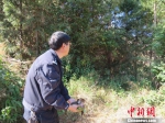 云南市民救助“猫头鹰”后经鉴定为国家二级保护动物鹰鸮 - 云南频道