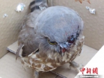 国家二级保护动物鹰鸮，左眼和鸟喙处有明显外伤。　钟欣 摄 - 云南频道