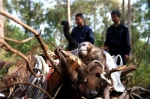 蜂猴巨蜥亚洲鳖 版纳销毁一批收缴野生动物死体及制品 - 云南信息港