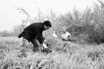 昆明滇池最美湿地 如何保持颜值 - Zhifang.com
