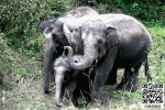 资助西双版纳热带雨林和亚洲象保护项目将启动 - 云南信息港