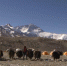 《西藏微纪录》——珠峰脚下的牦牛 - 新闻频道