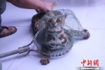 图为受伤的豹猫 普文武 摄 - 云南频道