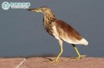 在昆发现印度池鹭等4种云南新纪录鸟类 - 云南信息港