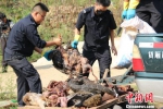 云南景洪市森林公安局销毁841公斤野生动物死体及制品 - 云南频道