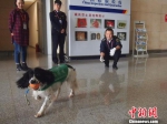 图为航班间隙，训导员陪检疫犬“开心”玩耍。　胡远航 摄 - 云南频道