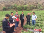图为农业专家在香叶天竺葵种植基地考察 陈静 摄 - 云南频道