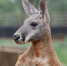 云南野生动物园长颈鹿家族添新丁 赤大袋鼠夫妇来昆助兴 - 云南信息港