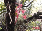 云南发现植物中的“熊猫”火焰兰现存不足十株 - 云南频道