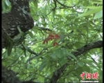 图为视频截图，中国濒危珍贵植物——火焰兰。　杨晓国 摄 - 云南频道