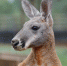 云南野生动物园长颈鹿家族添新丁 赤大袋鼠夫妇来昆助兴 - 云南频道