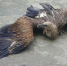 云南森警成功救助一只翼展超一米的高山兀鹫 - 云南频道