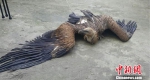 云南森警成功救助一只翼展超一米的高山兀鹫 - 云南频道