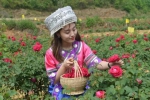 全国时尚名人玫瑰花鲜素之旅在安宁八街绽放（附采花攻略） - 云南频道