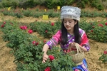 全国时尚名人玫瑰花鲜素之旅在安宁八街绽放（附采花攻略） - 云南频道