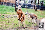 澳洲“袋鼠夫妇”陪你过节 5月14日一家三口游云南野生动物园，母亲可免费 - 云南信息港