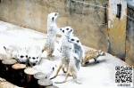 澳洲“袋鼠夫妇”陪你过节 5月14日一家三口游云南野生动物园，母亲可免费 - 云南信息港