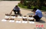 图为警察清点查获的野生动物死体。　解雄波 摄 - 云南频道