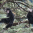 探访怒江金丝猴栖息地：保护困难重重数量稳步增长 - 云南频道