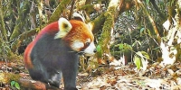 云南德宏拍摄到一批珍稀濒危物种影像 - 云南频道