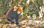 云南德宏拍摄到一批珍稀濒危物种影像 - 云南频道