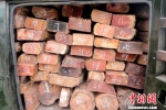 云南两名男子非法收运国家保护植物木材被刑拘 - 云南频道