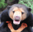 盈江发现国家一级保护动物马来熊 喜欢吐舌卖萌 - 云南频道