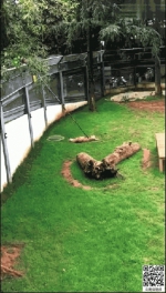 昆明动物园两只公虎相斗 年长东北虎被咬窒息而死 - 云南信息港