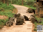 云南野生动物园的浣熊宝宝们可以上"浣熊幼儿园"了 - 云南信息港