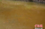 图为多甲藻水华发生区域，有大量鱼类聚集在此。南省水文水资源局丽江分局提供 云 摄 - 云南频道
