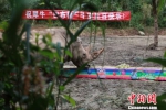 云南明星犀牛“巴布鲁”过民族特色成年礼 - 云南频道