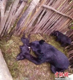 图为闯入猪圈抢食土猪的黑熊。　茶学华 摄 - 云南频道