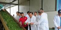 四川省泸州市人大到临沧考察古茶树保护管理情况 - 人民代表大会常务委员会