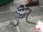 图为雷某某携带的活体赤练蛇及银环蛇。　钟欣 摄 - 云南频道