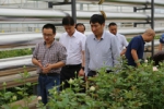 杜建辉副厅长调研红河花卉产业园区 - 云南省农业厅