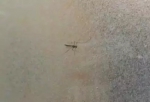 【聚焦云南】游客丽江住店被蚊子咬醒 前台：蚊子是宠物 死1只赔100 - 云南频道